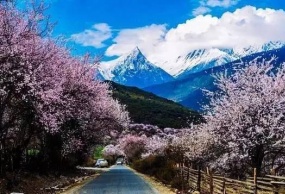 川藏线－金川梨花－林芝桃花9天摄影（3-4月）